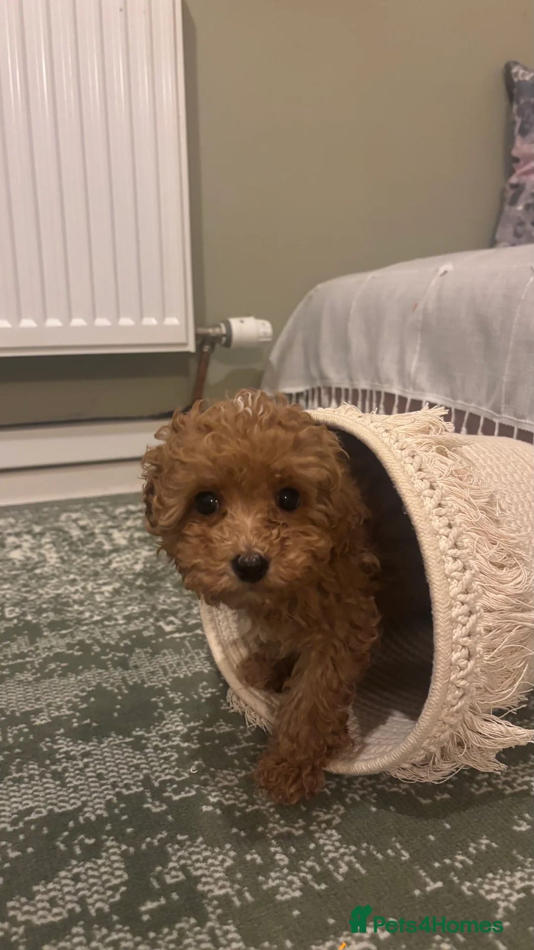 Maltipoo dogs for sale: 2 Maltipoo puppies looking for forever homes - Advert 7