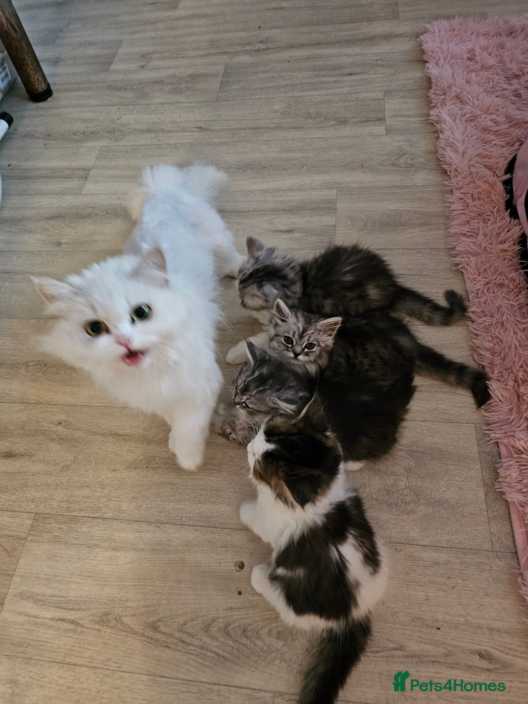 Mixed Breed cats for sale: Persian Chinchilla Cross Kittens - Image 23