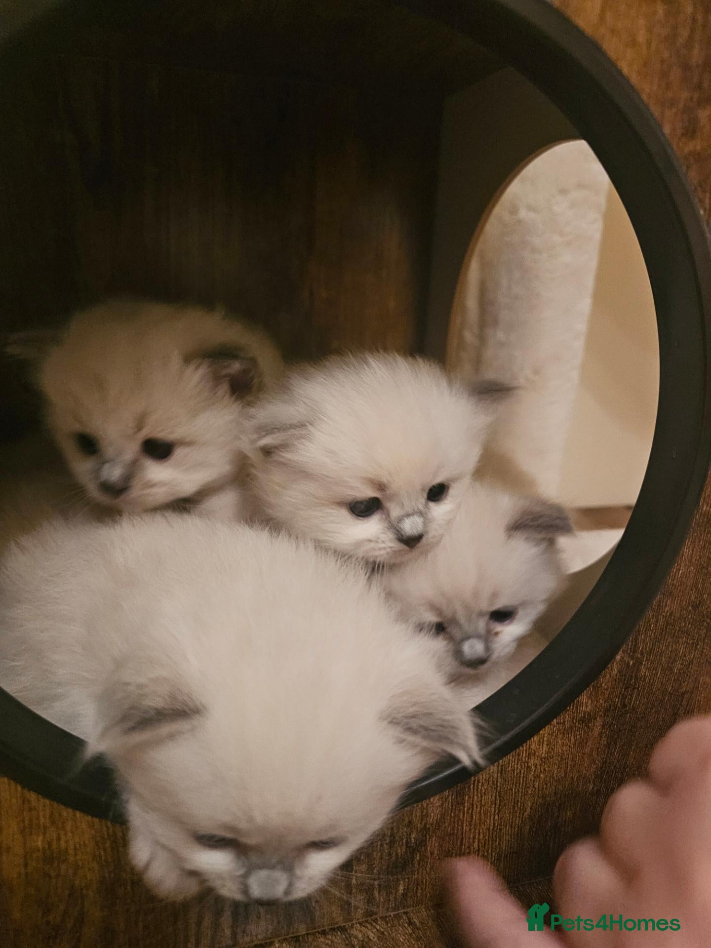Ragdoll cats Beautiful Ragdolls Looking For Their Forever Home - Advert 6