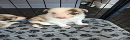 Border Collie dogs for sale: Border collie puppies - Advert 18