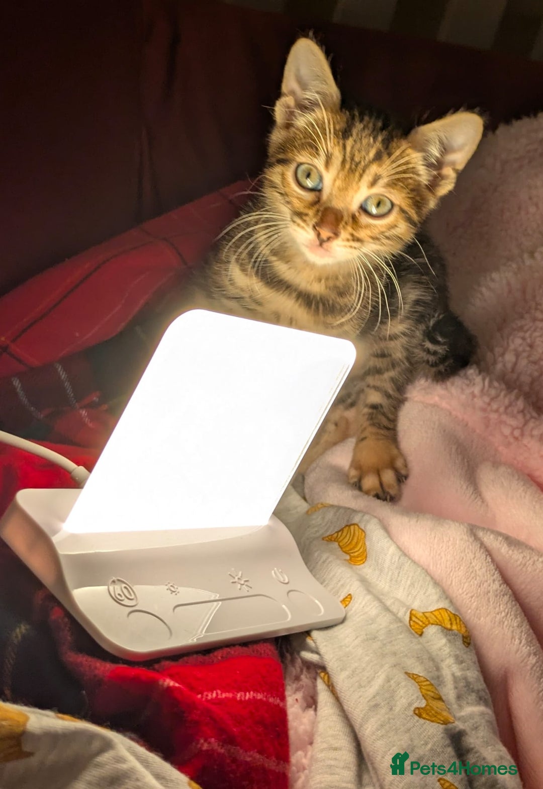 Bengal cats for sale: Family Raised TICA Bengal Kittens - Advert 12