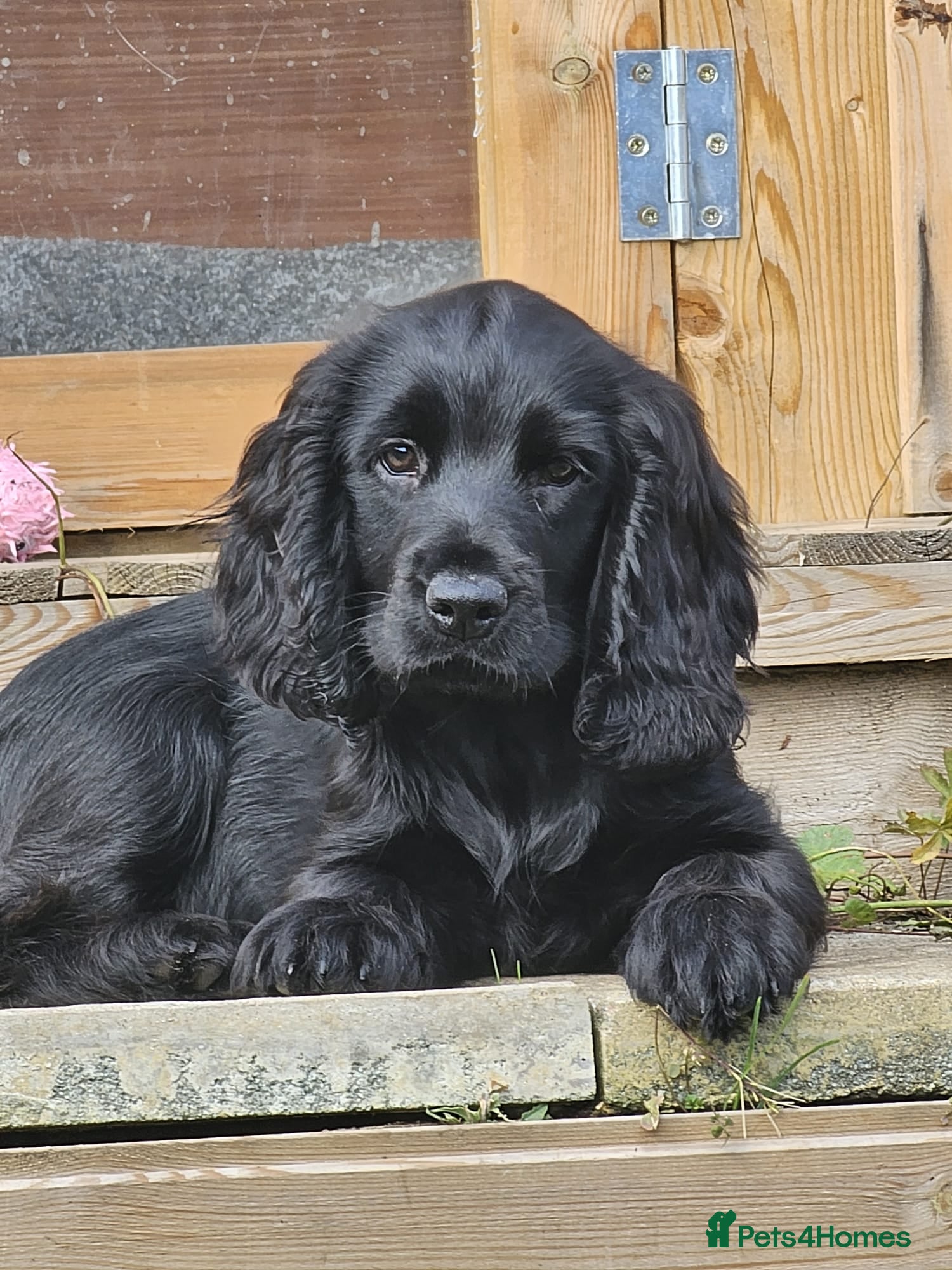 Cocker Spaniel dogs REHOMING Working Cocker - Advert 1