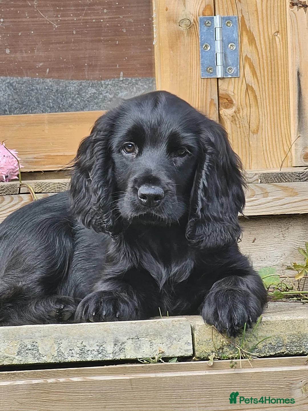 Cocker Spaniel dogs for sale: REHOMING Working Cocker - Advert 1