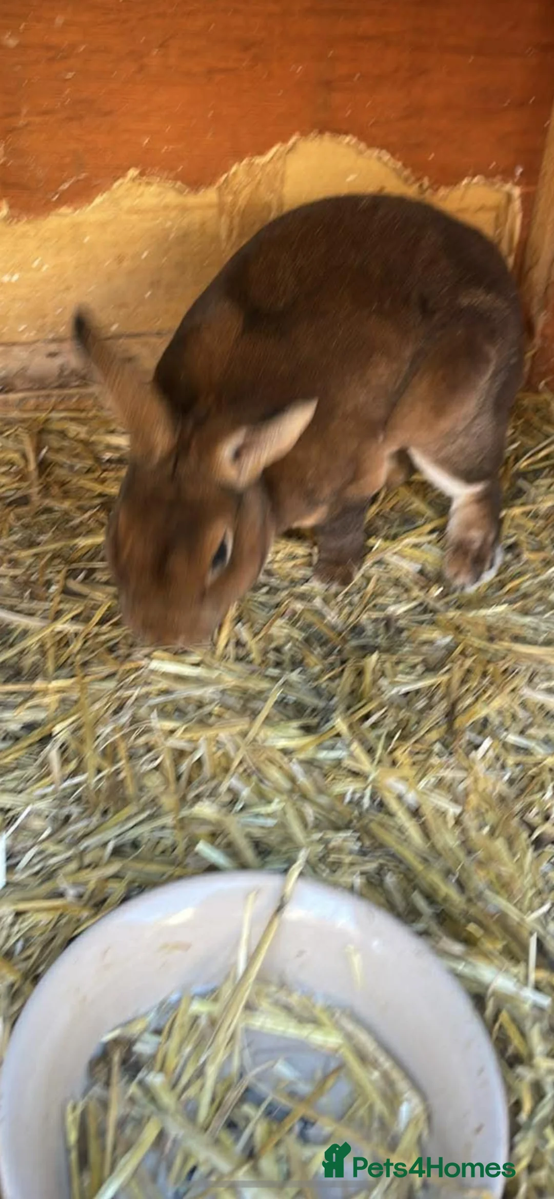 Rex rabbits for sale: 6 babies Rex Rabbits in Peterborough - Advert 2