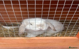Mini Lop rabbits for sale: Bunny’s for sale  - Image 1