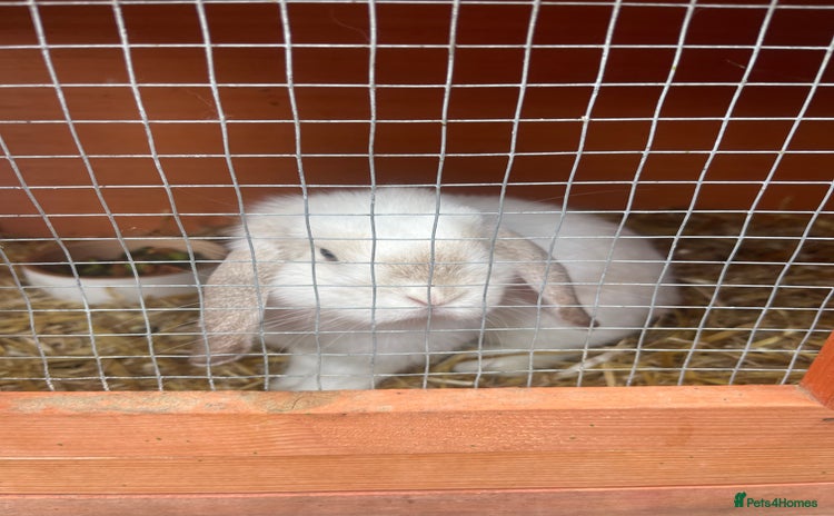 Mini Lop rabbits - Advert 2