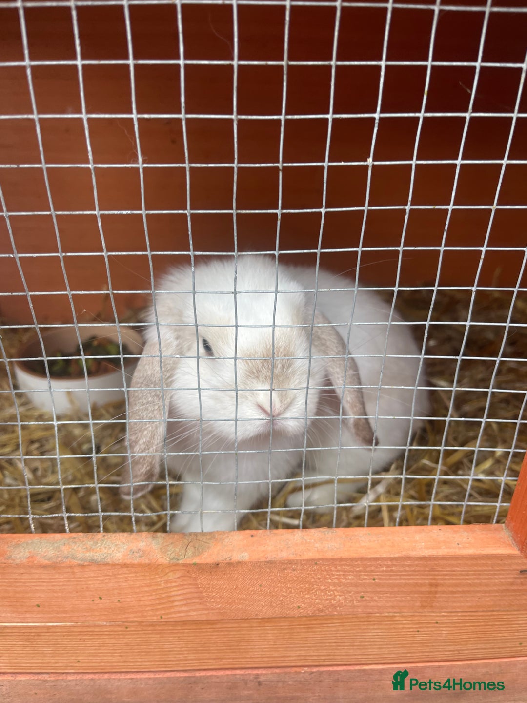 Mini Lop rabbits for sale: Bunny’s for sale  - Image 1
