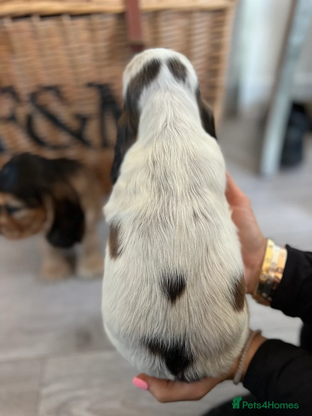 Cocker Spaniel dogs for sale: Show type Cocker spaniel puppies  - Advert 9