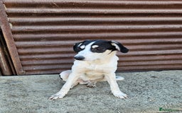 Mixed Breed dogs for adoption: OTIS - a Handsome and gentle boy for a Loving Home - Image 6