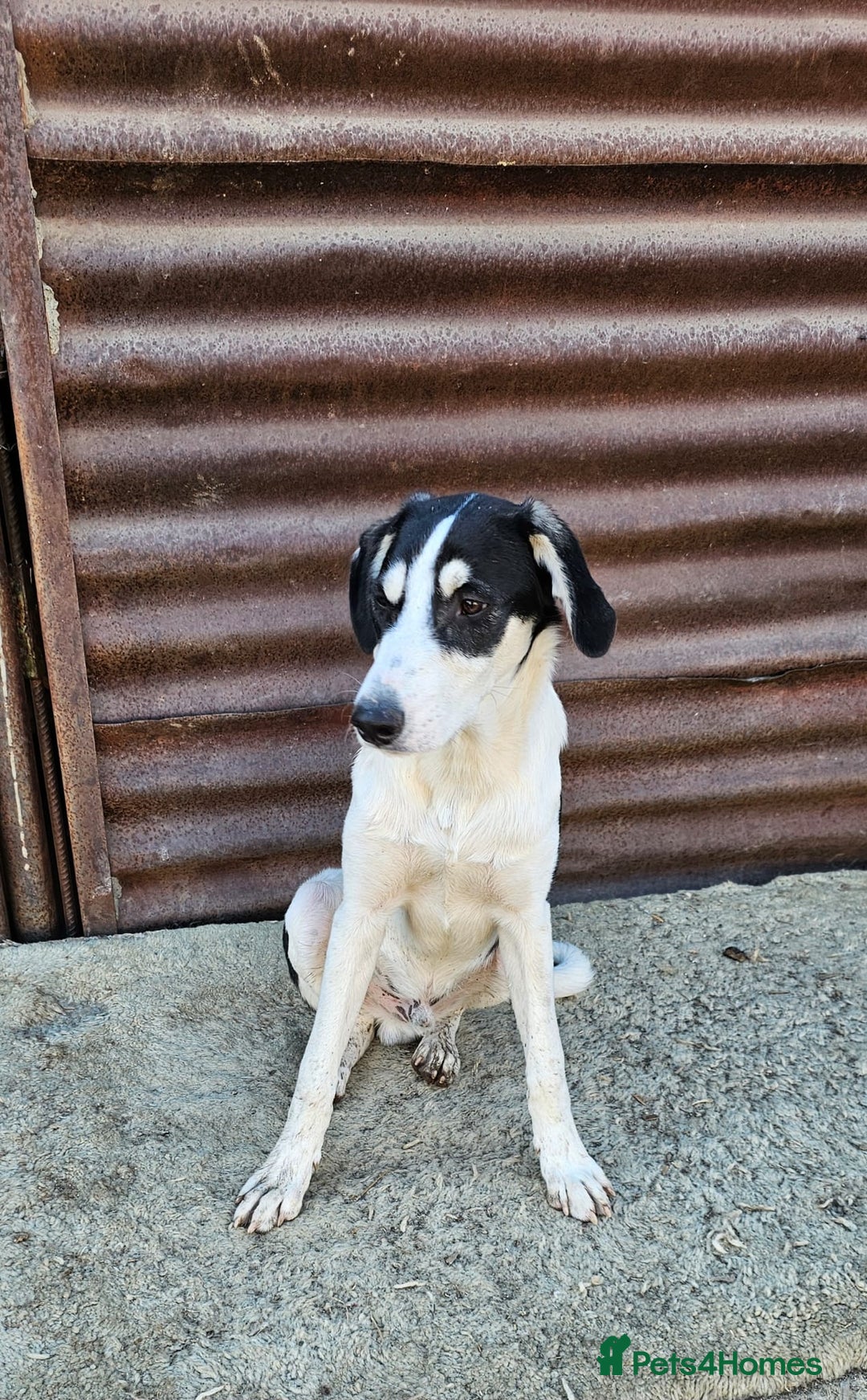 Mixed Breed dogs for adoption: OTIS - a Handsome and gentle boy for a Loving Home - Image 6