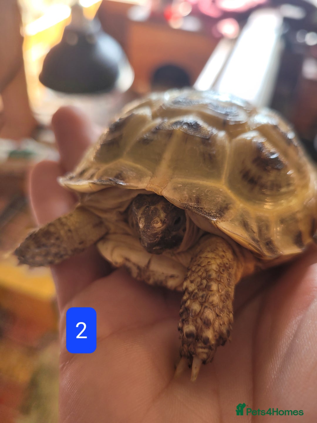 Tortoise reptiles for sale: Horsfield tortoises - Image 4