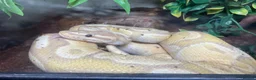 Python Snake reptiles for sale: firebelly x banana albino royal python - Advert 11