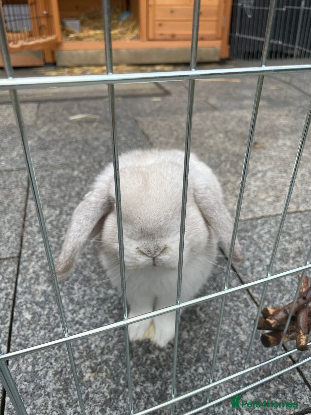 Mini Lop rabbits for sale: Mini lop male - Advert 3