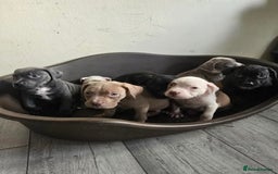 Staffordshire Bull Terrier dogs for sale: Staffordshire bull terrier puppy's  - Image 1