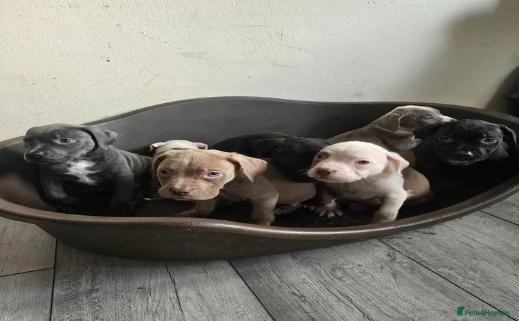 Staffordshire Bull Terrier dogs - Advert 2