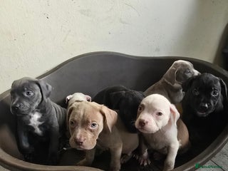 Staffordshire Bull Terrier dogs - Advert 31