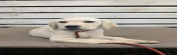 Labrador Retriever dogs for sale: Assistance dog  - Advert 2