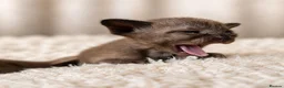 Burmese cats for sale: Outstanding Pedigree Registered Burmese Kittens  - Advert 3