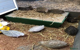 Quail poultry for sale: Jumbo & Celadon (blue egg) Coturnix Quail & eggs - Image 6