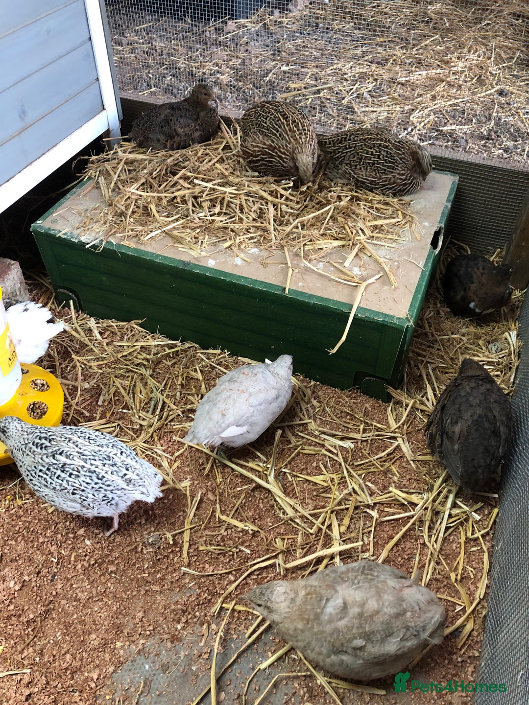 Quail poultry for sale: Jumbo & Celadon (blue egg) Coturnix Quail & eggs - Image 6