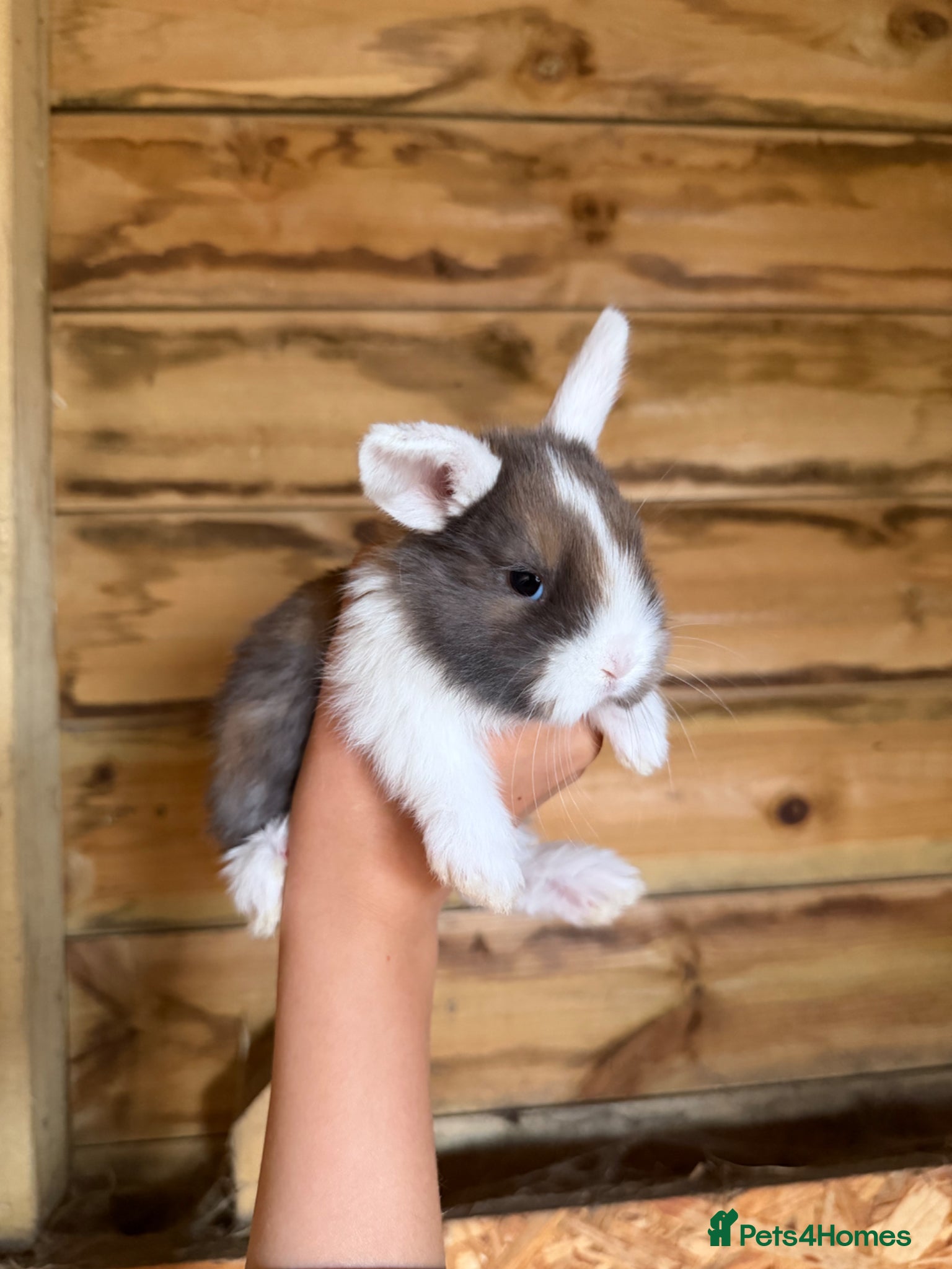 Mini Lop rabbits French lops and mini lop babies available! 🐰🤍✨ - Advert 9