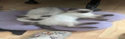 Ragdoll cats for sale: 2 Ragdoll boys ready to leave NOW in Castleford - Advert 4