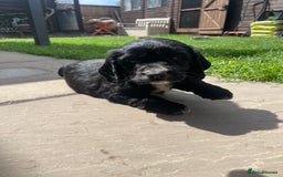 Cocker Spaniel dogs for sale: Working Cocker Spaniel Puppies - Image 8
