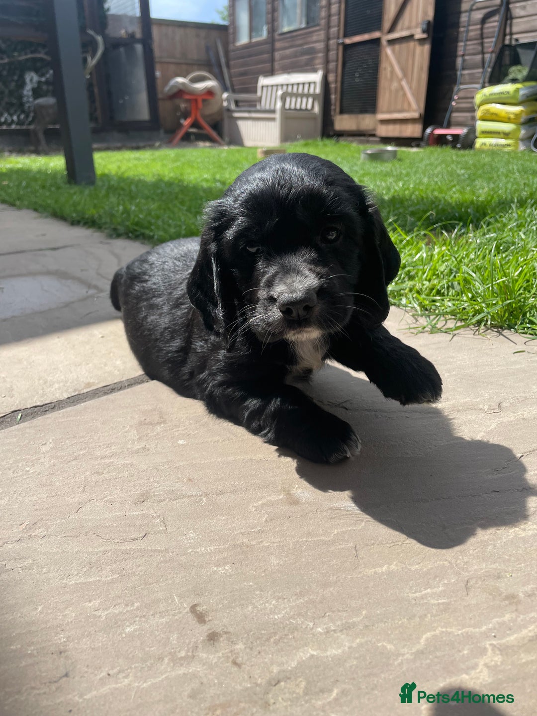 Cocker Spaniel dogs for sale: Working Cocker Spaniel Puppies - Image 8