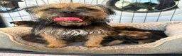 Border Terrier dogs for sale: Border terrier puppy’s  - Advert 22