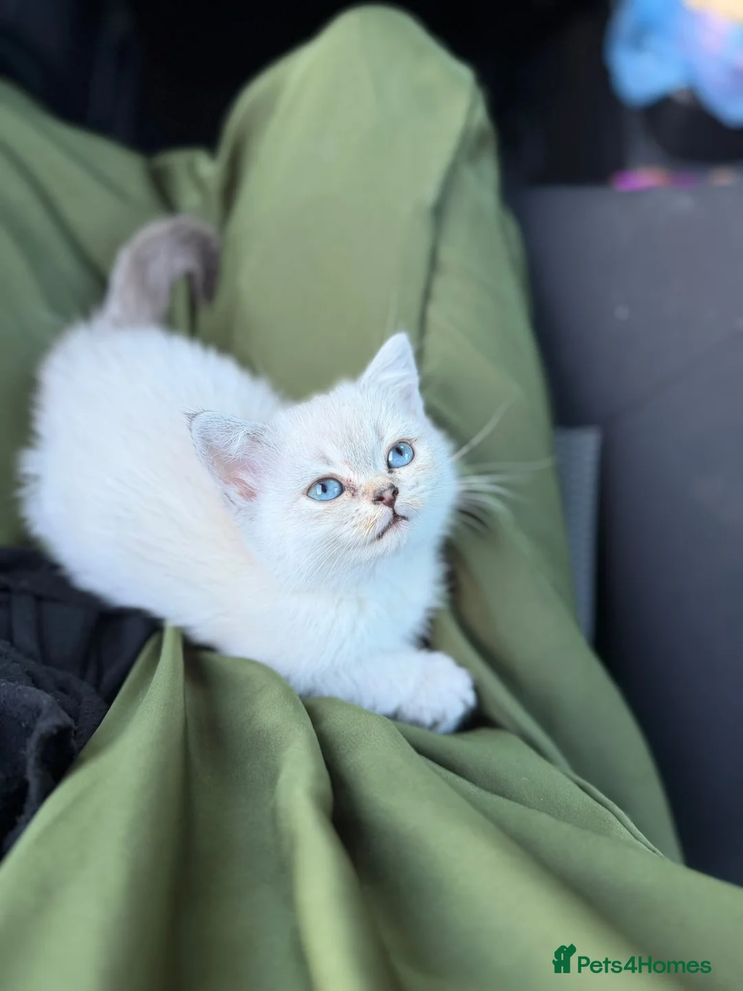 Scottish Fold cats for sale: Beautiful 9 Week Old Female Scottish Fold Kitten - Advert 1