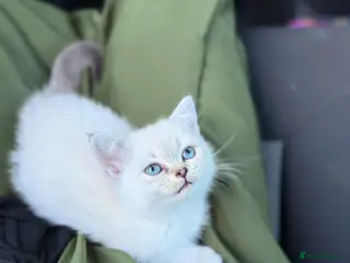 Scottish Fold cats Beautiful 9 Week Old Female Scottish Fold Kitten - Advert 16