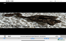 Boa Snake reptiles for sale: Female boa - Hytec IMG 100% het Anery - Image 8