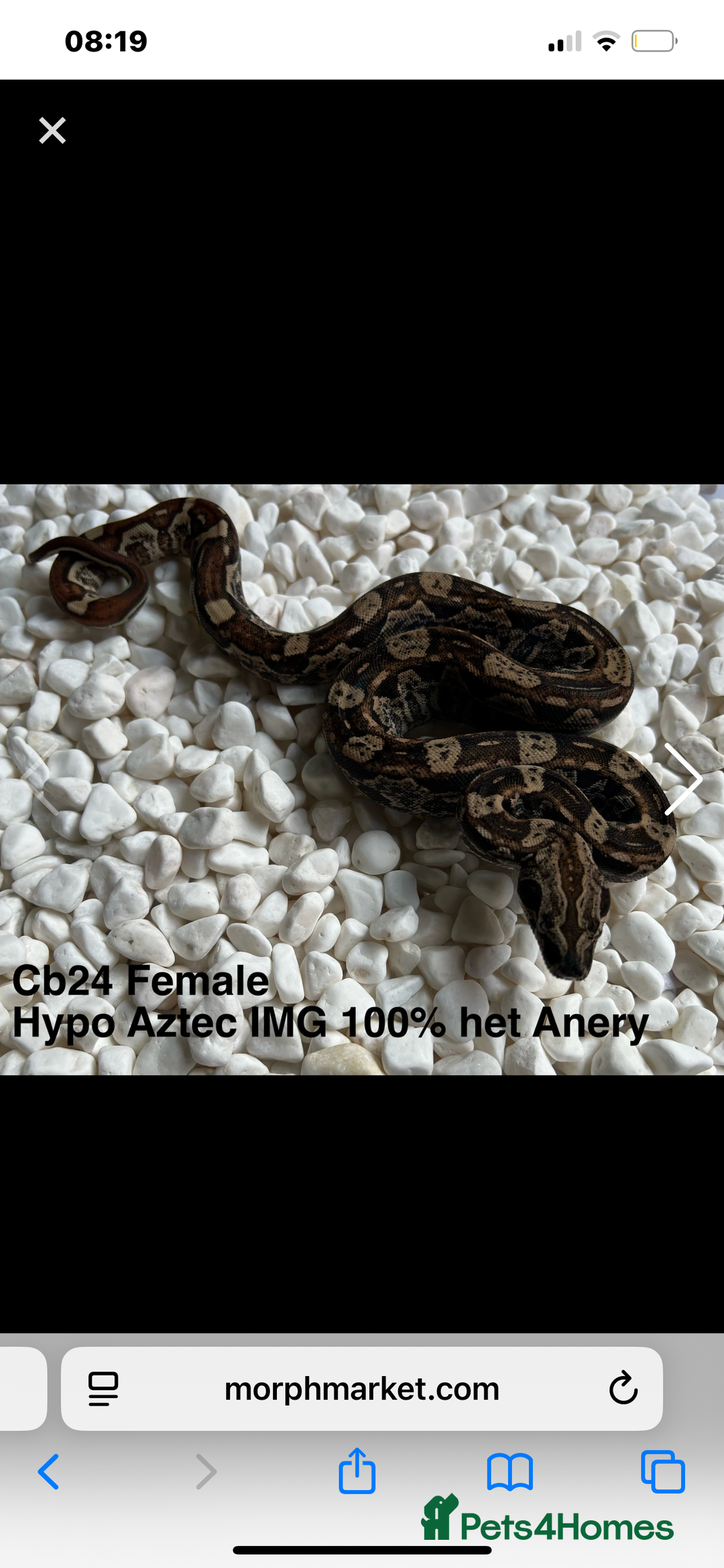 Boa Snake reptiles for sale: Female boa - Hytec IMG 100% het Anery - Image 8