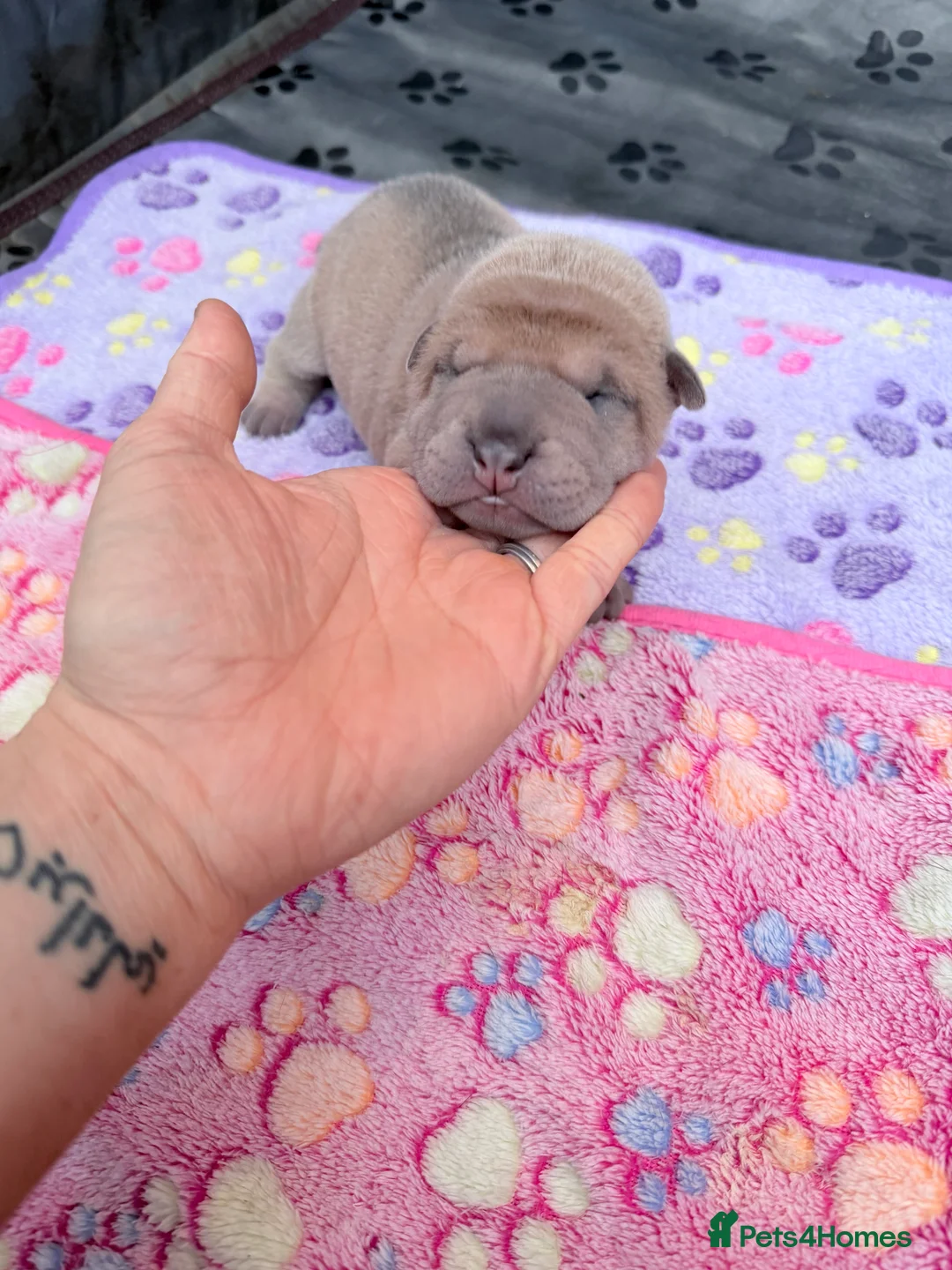 Shar Pei dogs for sale: Shar Pei Dilute puppies  - Advert 12