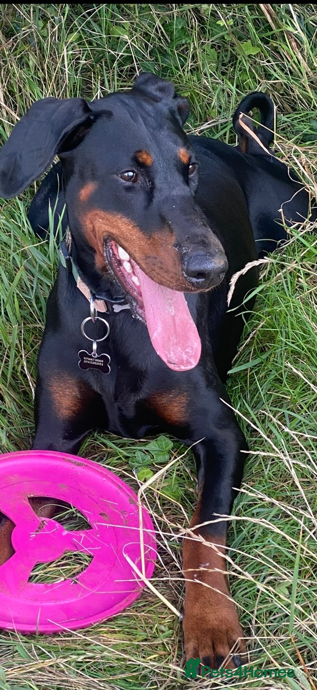 Dobermann dogs for sale: Beautiful female Doberman  - Advert 6