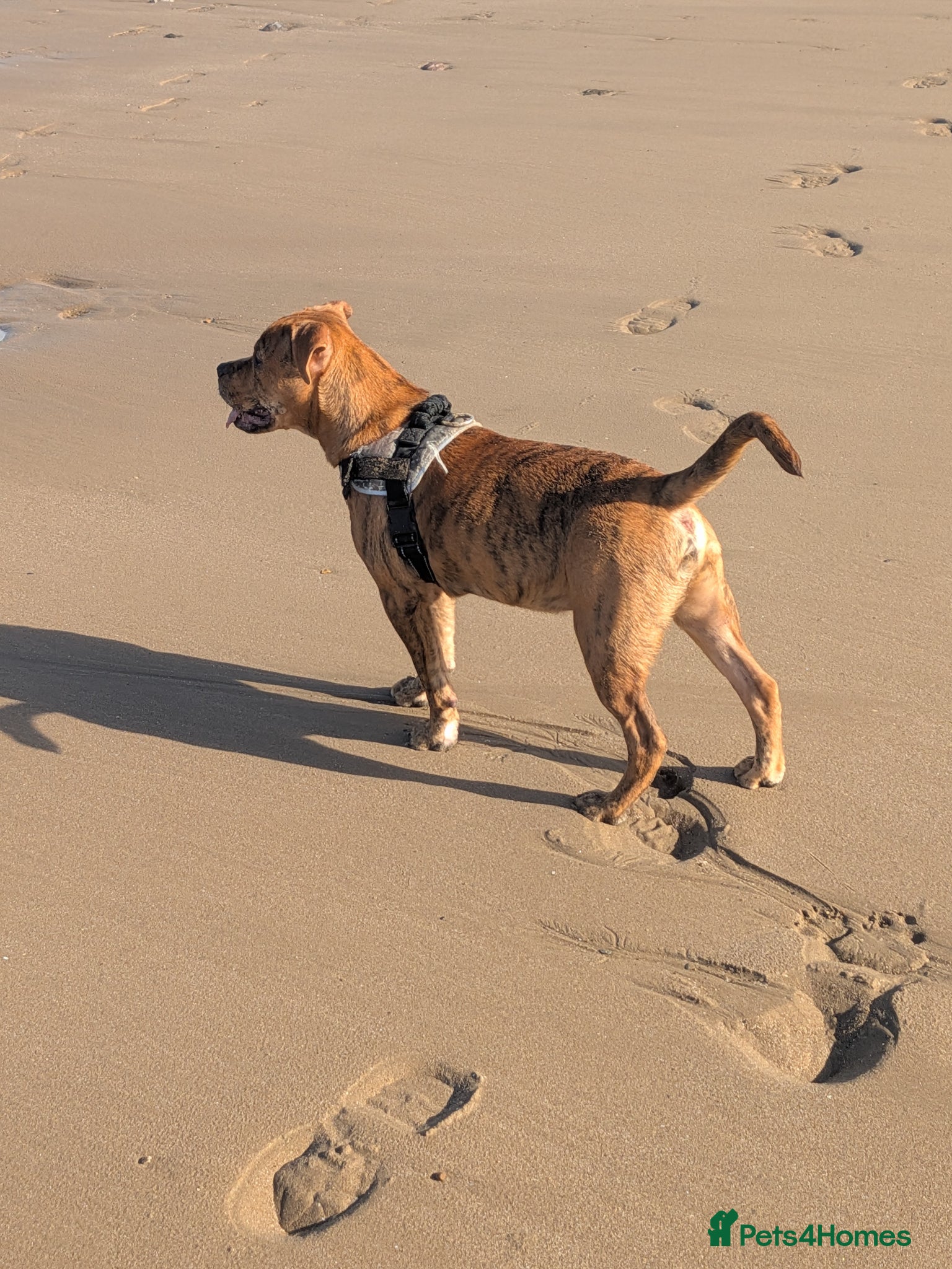 Mixed Breed dogs Male year old cross bulldog  - Advert 6