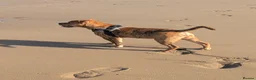 Mixed Breed dogs for sale: Male year old cross bulldog  - Advert 1