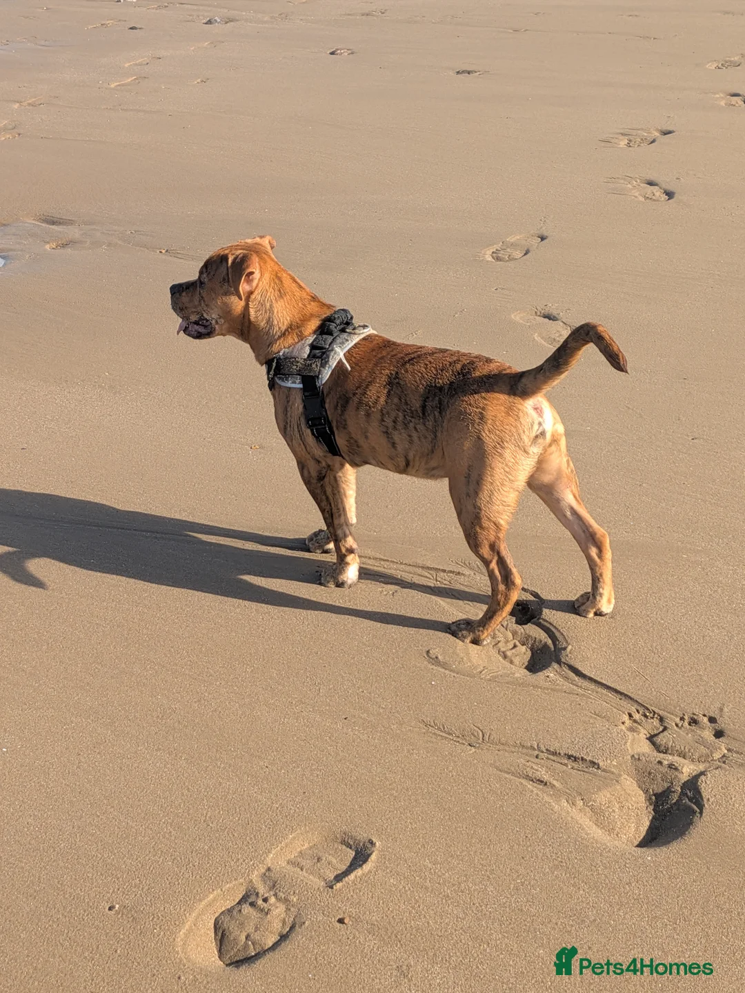 Mixed Breed dogs for sale: Male year old cross bulldog  - Advert 1