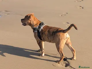 Mixed Breed dogs Male year old cross bulldog - Advert 1