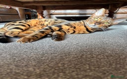 Bengal cats for sale: Brown Bengal Boy Kitten  - Image 6