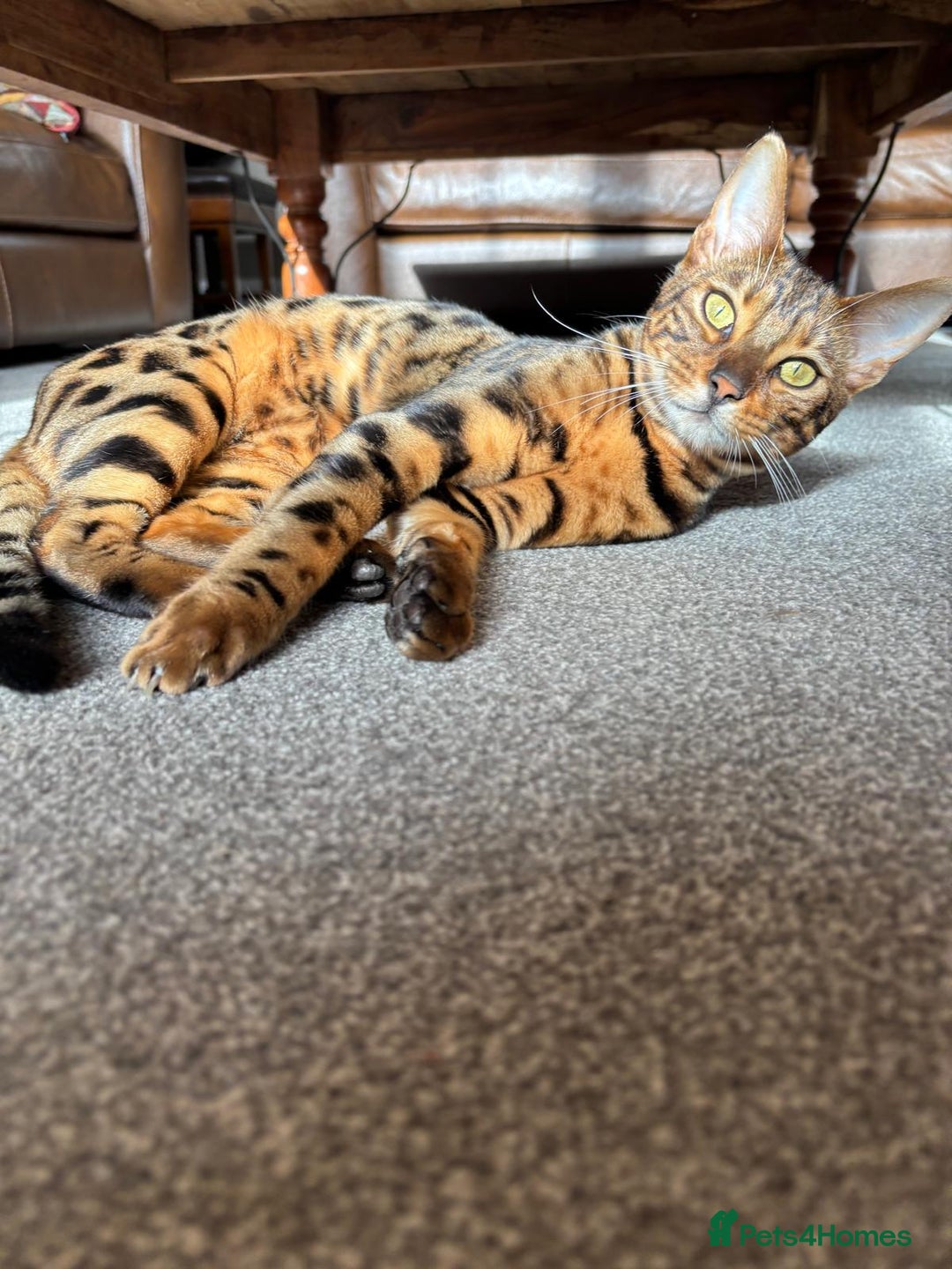 Bengal cats for sale: Brown Bengal Boy Kitten  - Image 6