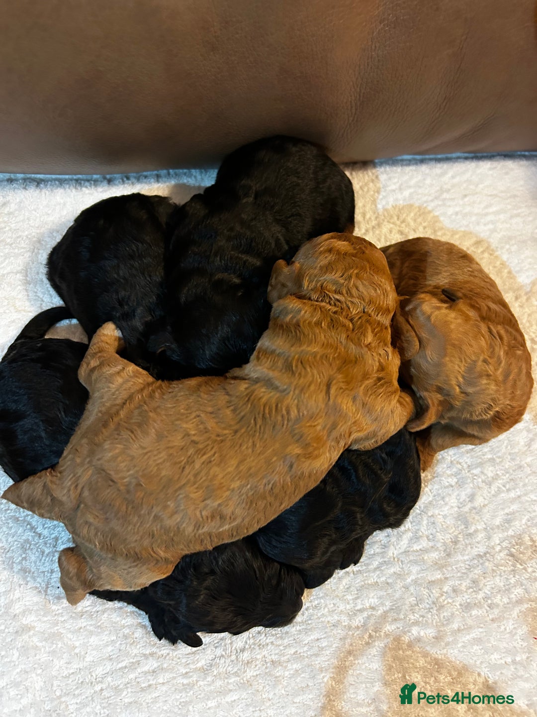 Cockapoo dogs for sale: Toy Cockapoo’s  - Advert 1