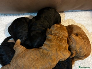 Cockapoo dogs Toy Cockapoo’s - Advert 13