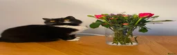 Persian cats for sale: 🐾 Cute Persian Kittens Lookng for Loving Homes 🐾 - Advert 3