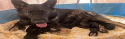 German Shepherd dogs for sale: GERMAN SHEPHERD PUPS WORKING LINE in Wigan - Advert 26