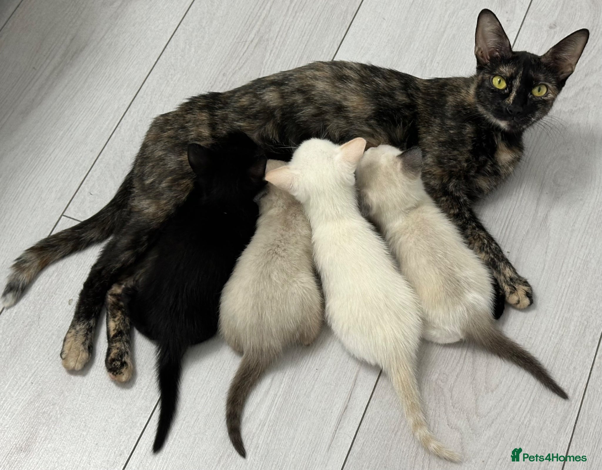 Cornish Rex cats Beautiful Kittens – Ready for reservation now  🐾 - Advert 1