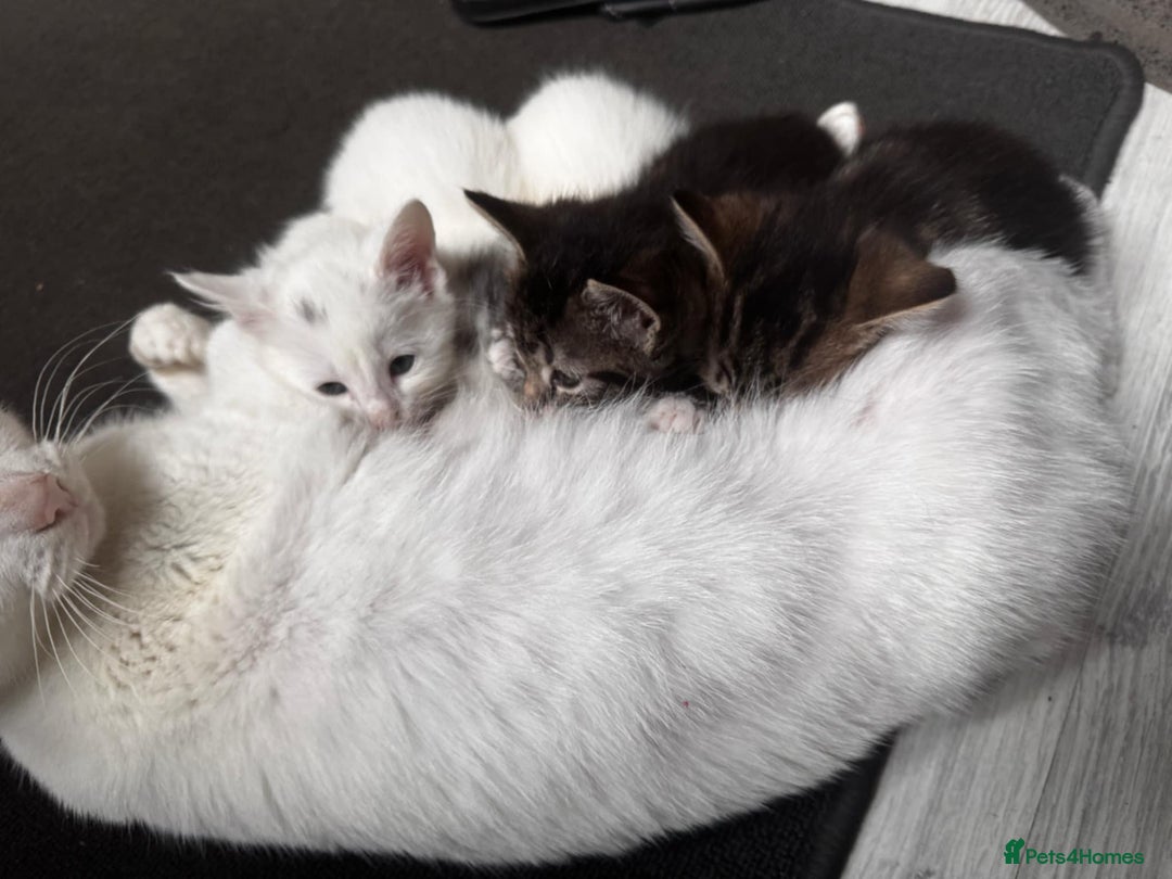 American Shorthair cats for sale: Kittens  - Image 7