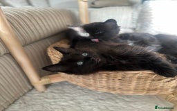 Turkish Angora cats for sale: 2 Beautiful Turkish Angora X Persian Kittens - Image 2