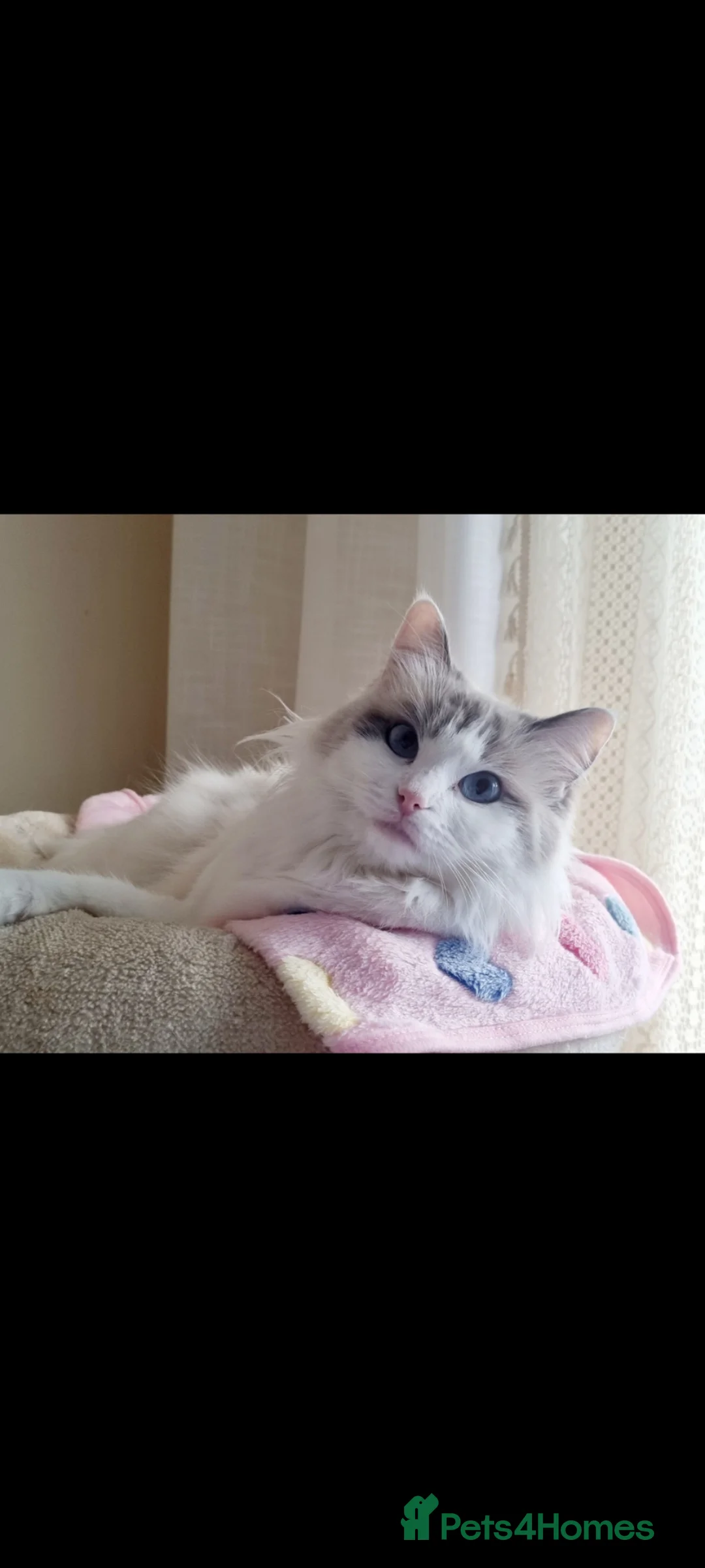 Ragdoll cats for sale: Full breed Ragdoll Kittens  - Advert 18