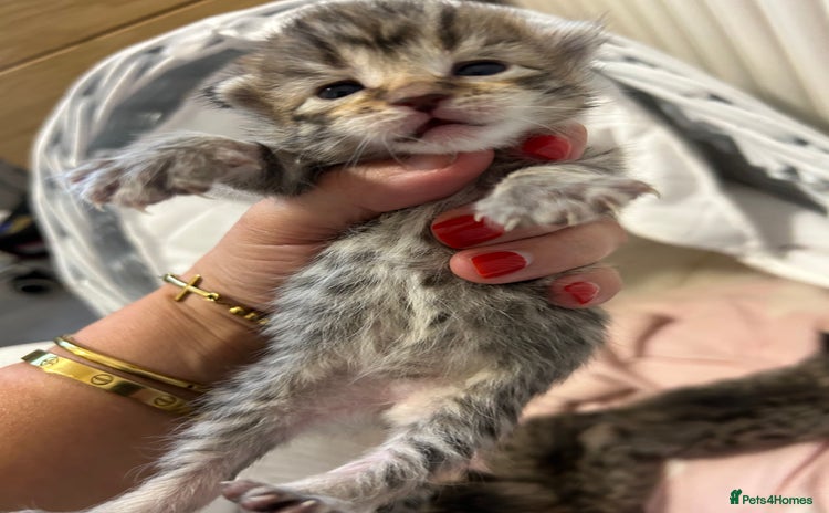 Bengal cats - Advert 5